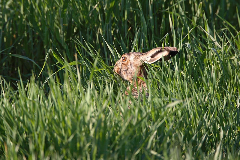 Brown hare Lepus europaeus poljski zajec_MG_0239-1.jpg
