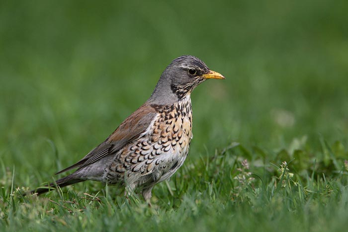 Fieldfare Turdus pilaris brinovka_MG_9960-1.jpg