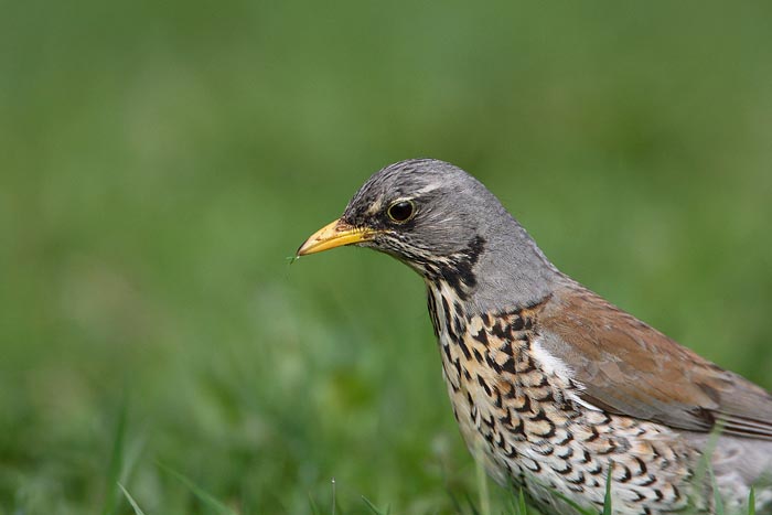 Fieldfare Turdus pilaris brinovka_MG_9963-1.jpg