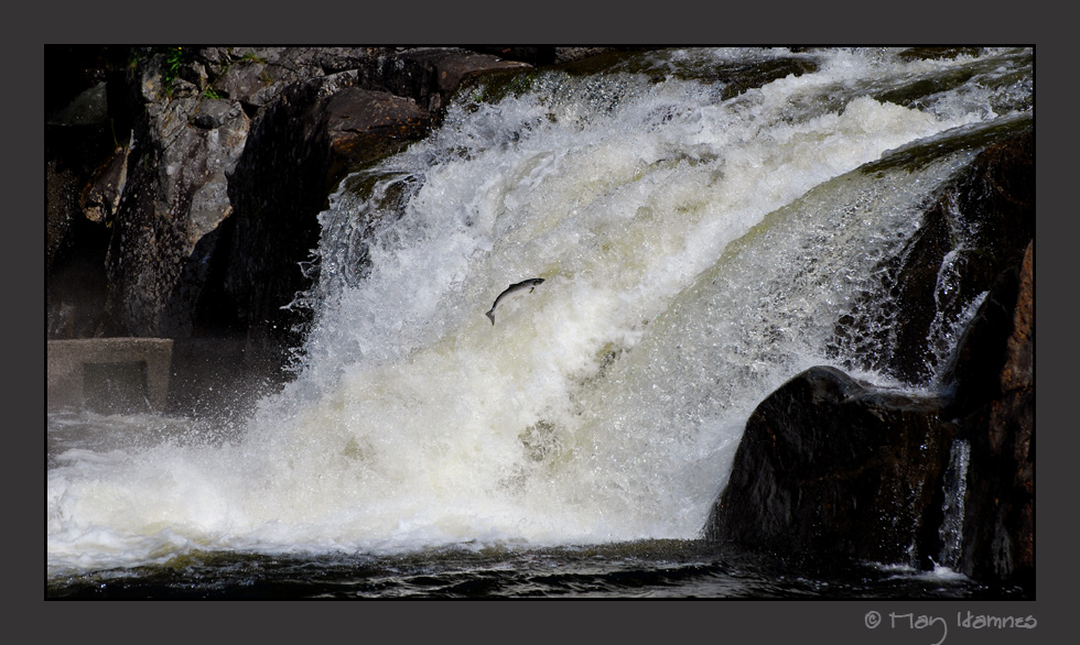 Salmon in Stvvelfossen