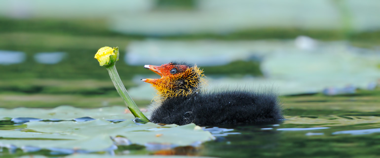 Coots