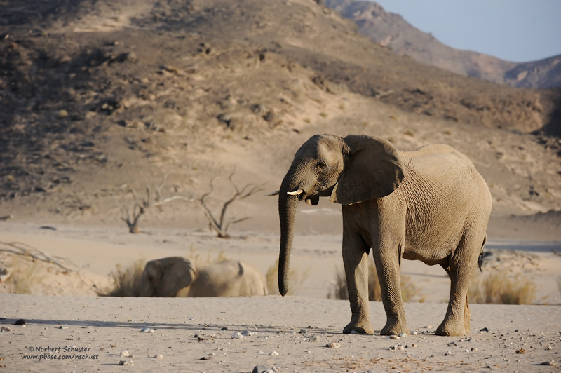 Desert Elephant