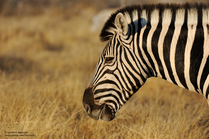 Burchells Zebra