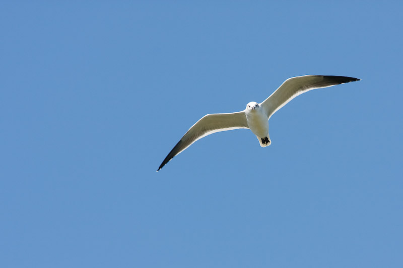 Laughing Gull 2