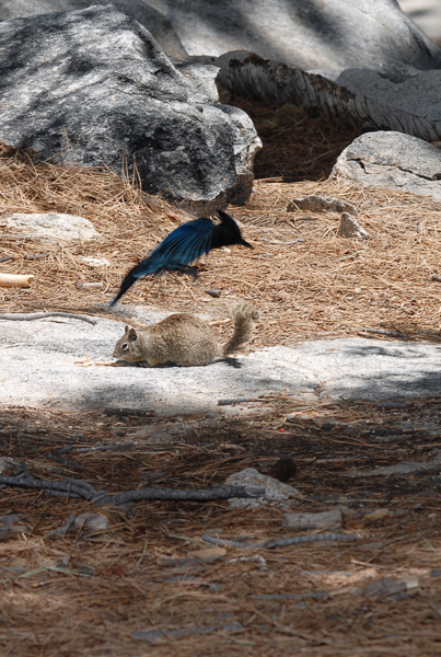 seq-bluejay-khaisy.jpg