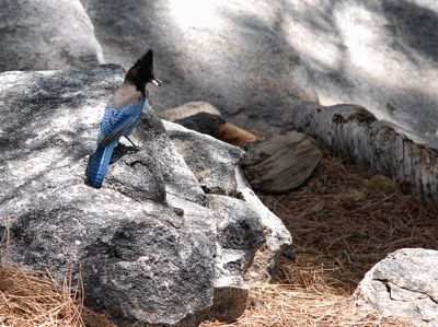 blue jay1- khaisy.jpg