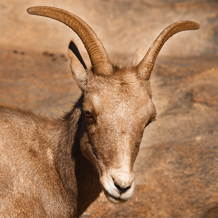 Desert Bighorn Sheep