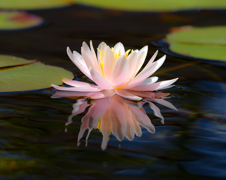 Water Lily2.jpg