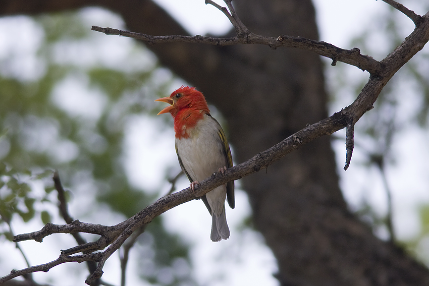Redheaded-weaver (Anaplectes rubiceps)
