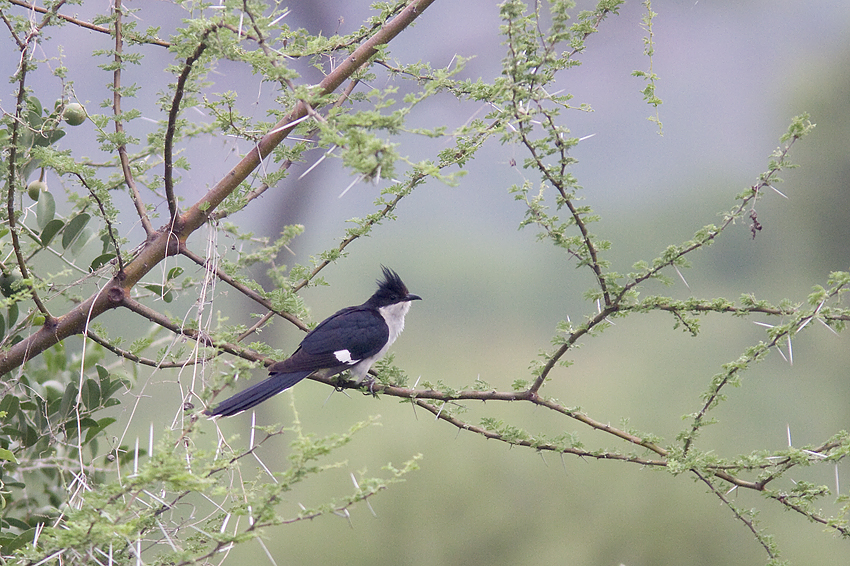 Jacobin Cuckoo (Clamator jacobinus)