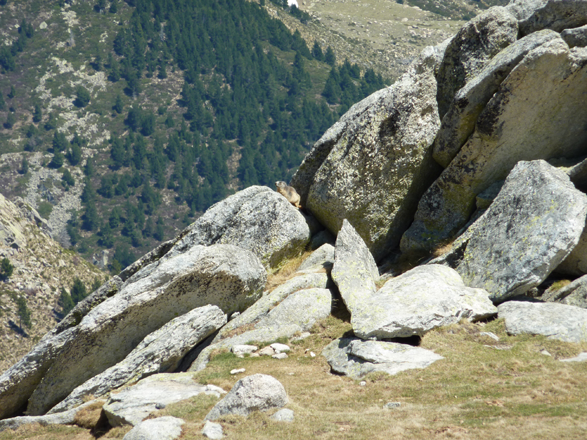 Murmeldjur (Marmota marmota) Alpine Marmot