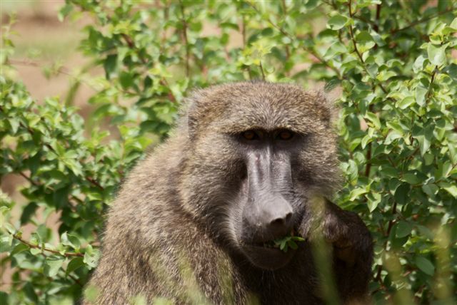 238. Olive Baboon (Arba Minch).JPG