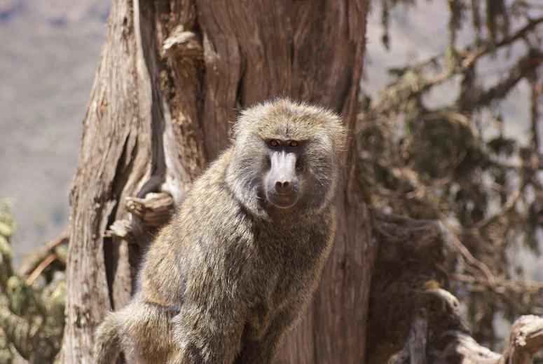 238. Olive Baboon (Bale 27 Apr 08).JPG