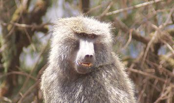 238. Olive Baboon 2 (Bale 27 Apr 08).JPG