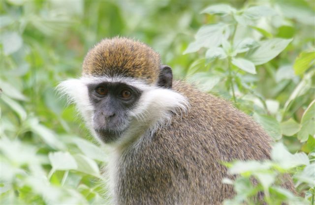 235a. Grivet Monkey Awash (27 Sep 08) 3.JPG