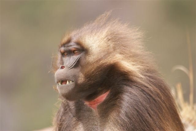 237. Gelada Baboon (Derba).JPG