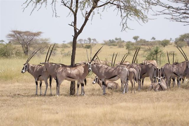 276a. Beisa Oryx Awash (27 Sep 08) 7 Low res.JPG