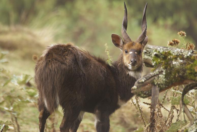 283. Meneliks Bushbuck (Dinsho 22 Apr 08) Low Res.JPG