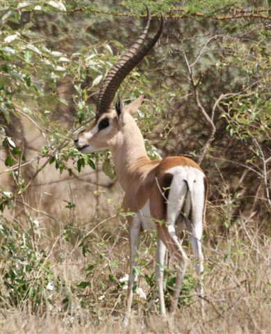 277a. Grants Gazelle 2 (Langano).JPG