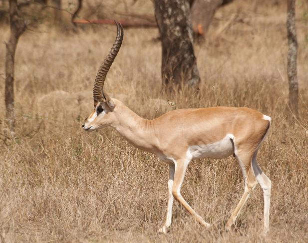277a. Grants Gazelle 3 (Langano).JPG