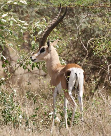 Grants Gazelle 2 (Langano).JPG