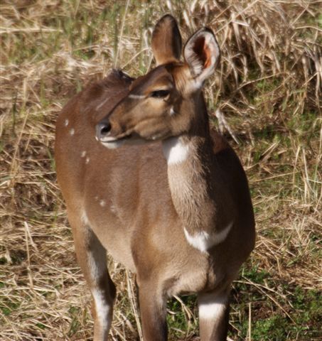 280. Mountain Nyala 11 (Dinsho 22 Apr 08).JPG