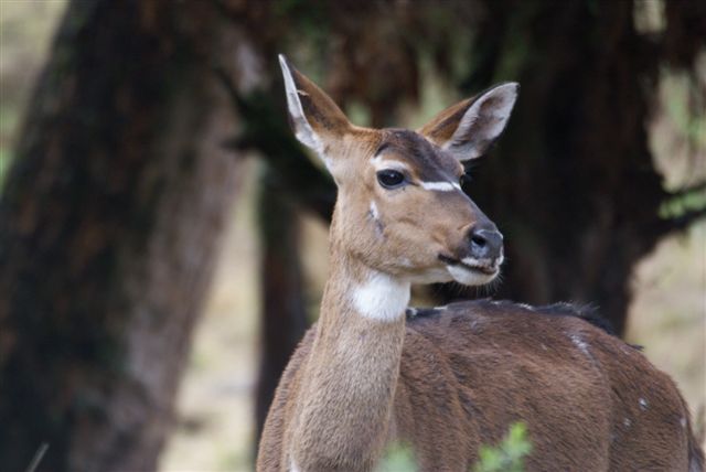 280. Mountain Nyala 8 (Dinsho 22 Apr 08).JPG