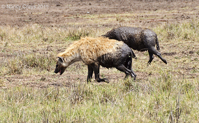 Hyenas Covered with Mud