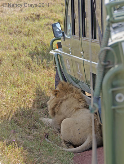 Lion Resting in Shade Caused Traffic Jam
