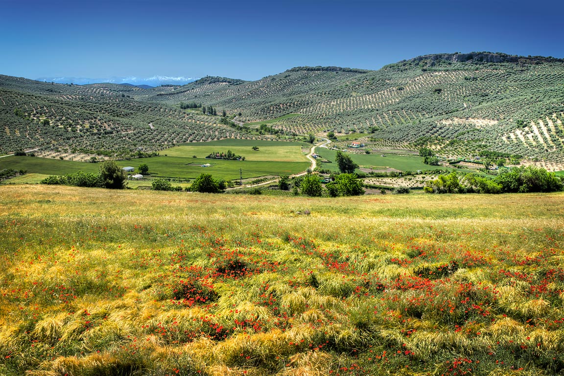 Poppies and fields, near Charilla