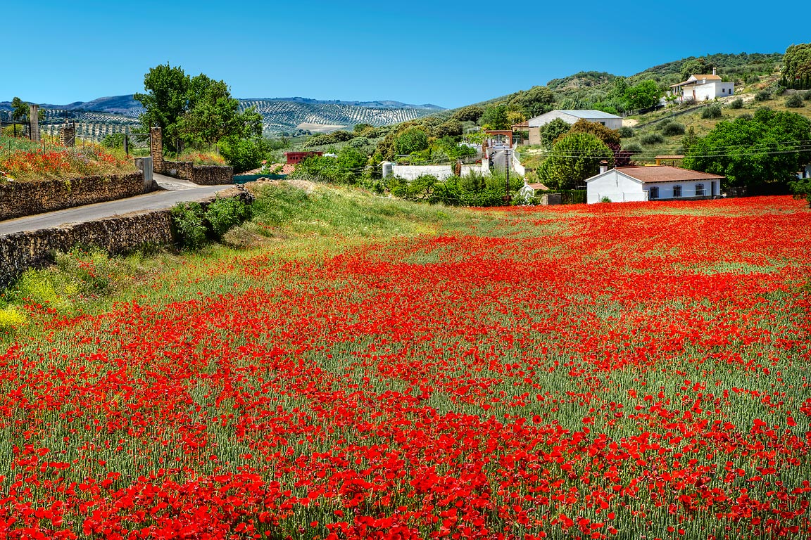 Poppy field, near Santa Ana