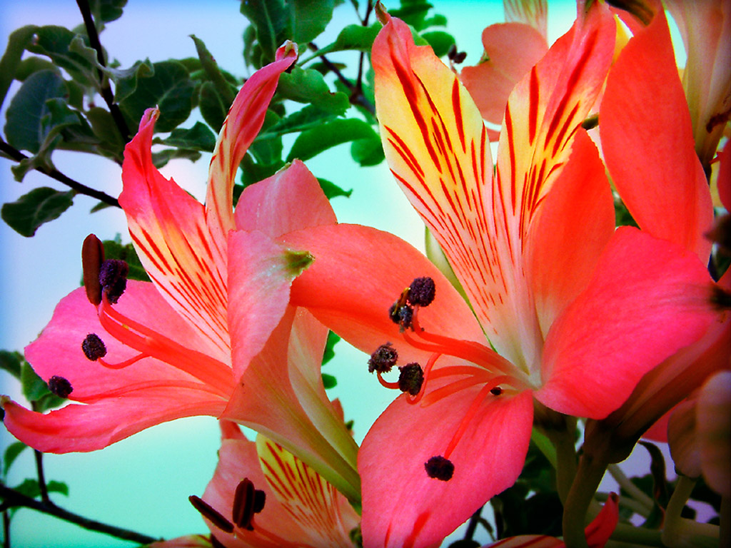 Alstroemeria (11892)