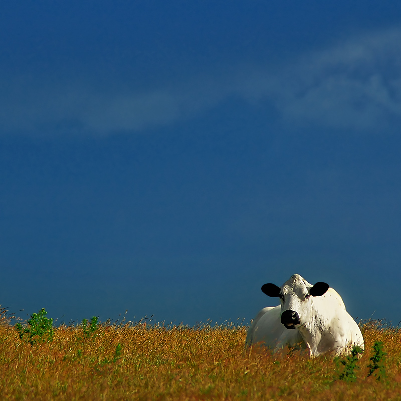 White cow, blue sky (7151)