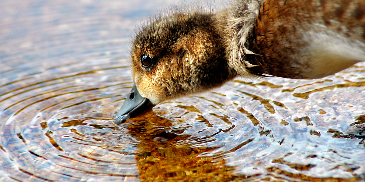 Duck on Loch Garten