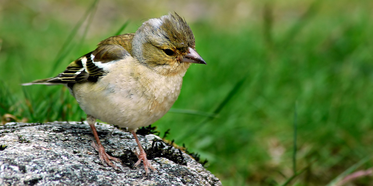 Female chaffinch, Glen Affric