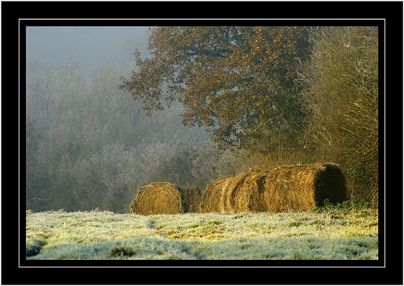 Frosty bales, near Martock