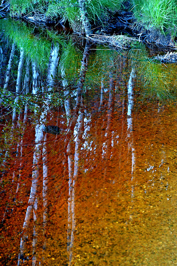 Tree trunk reflections, Loch Garten