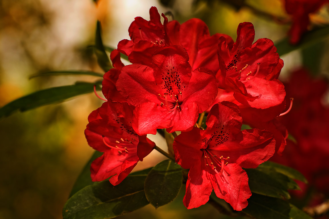 Red rhododendron