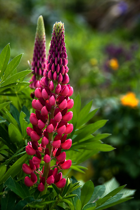 Deep pink lupin (2961)
