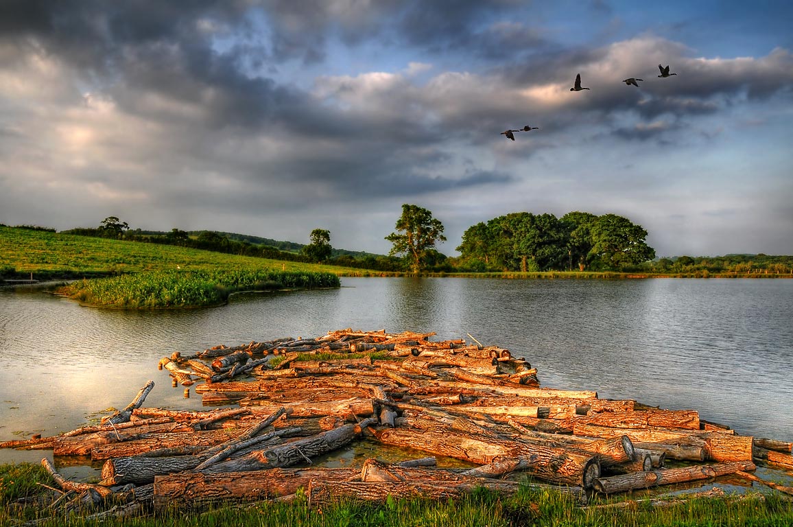 Logs and lake, near Halstock