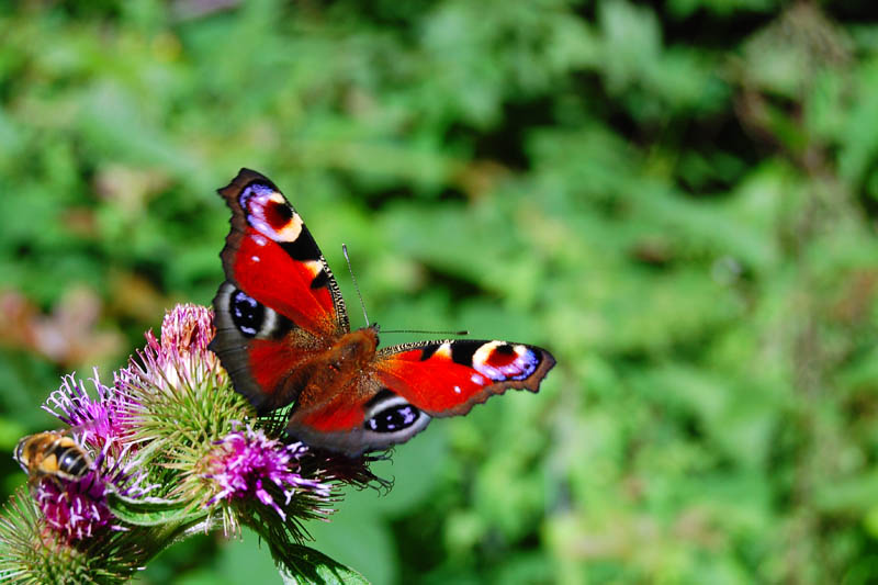 Le rouge