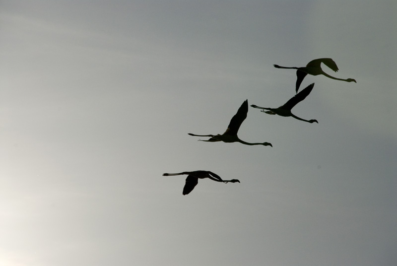 Flamant Rose