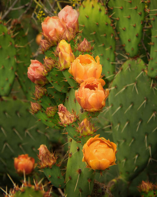 Prickly Pear