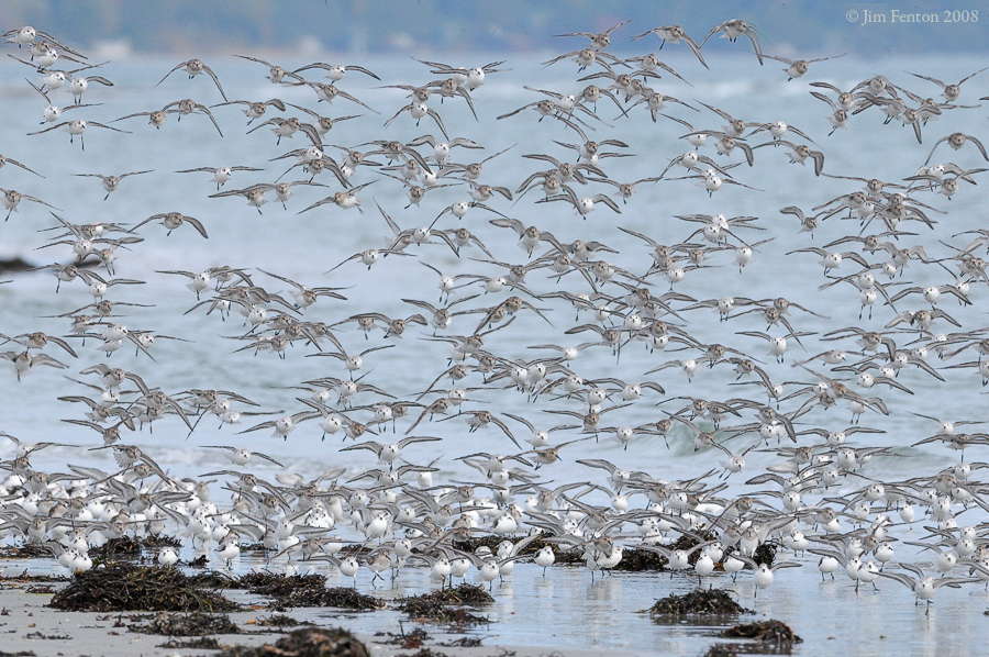 _NW82472 Mixed Flock in Flight