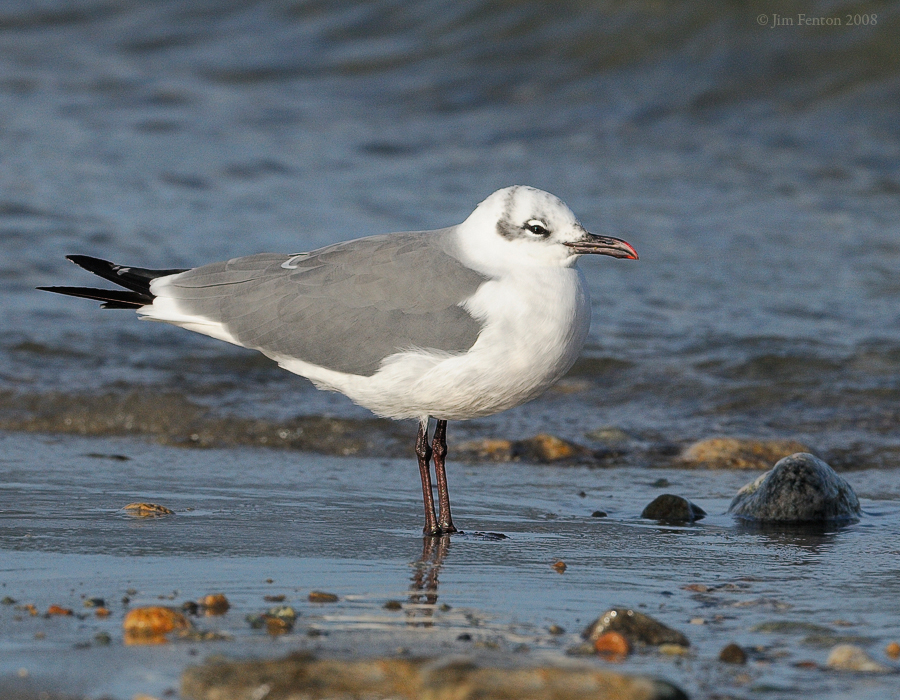 _NW82672 Laughing Gull Winter Plumage