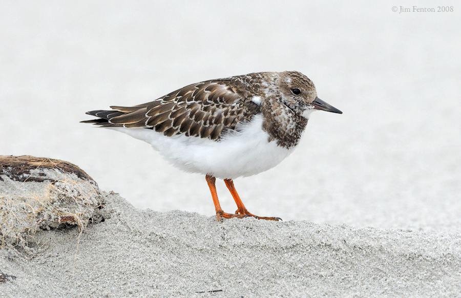 _NW82895 Ruddy Turnstone Winter Plumage.jpg