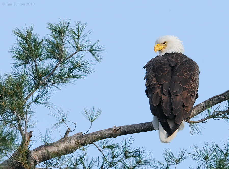 _NW09940 Bald eagle Surveying Chicks in Nest