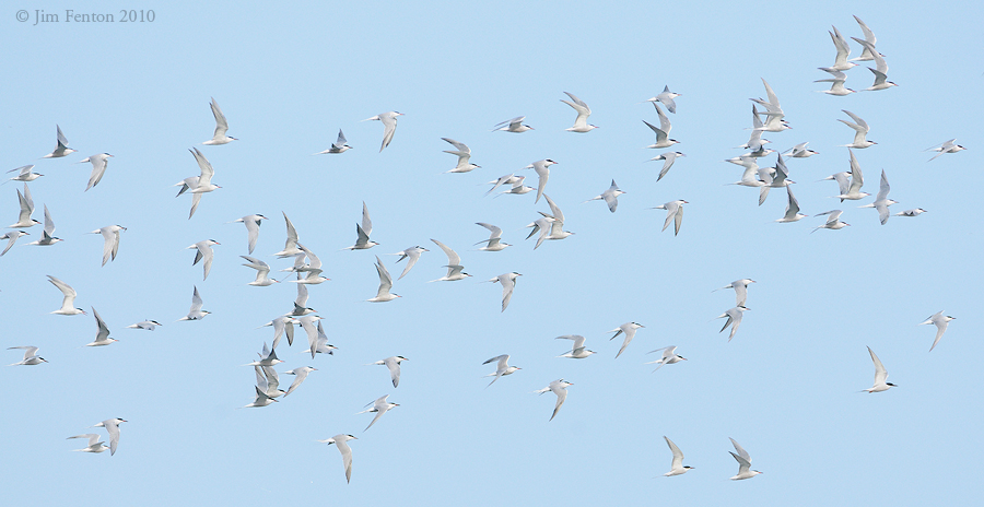 _NW00314 Returning Terns