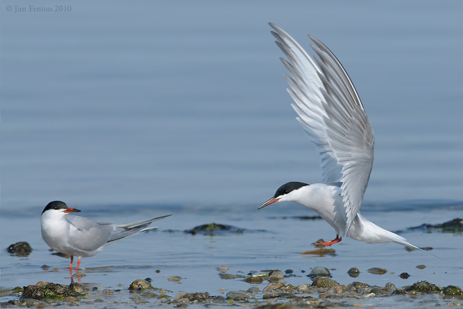 _NW00515 Common Tern landing