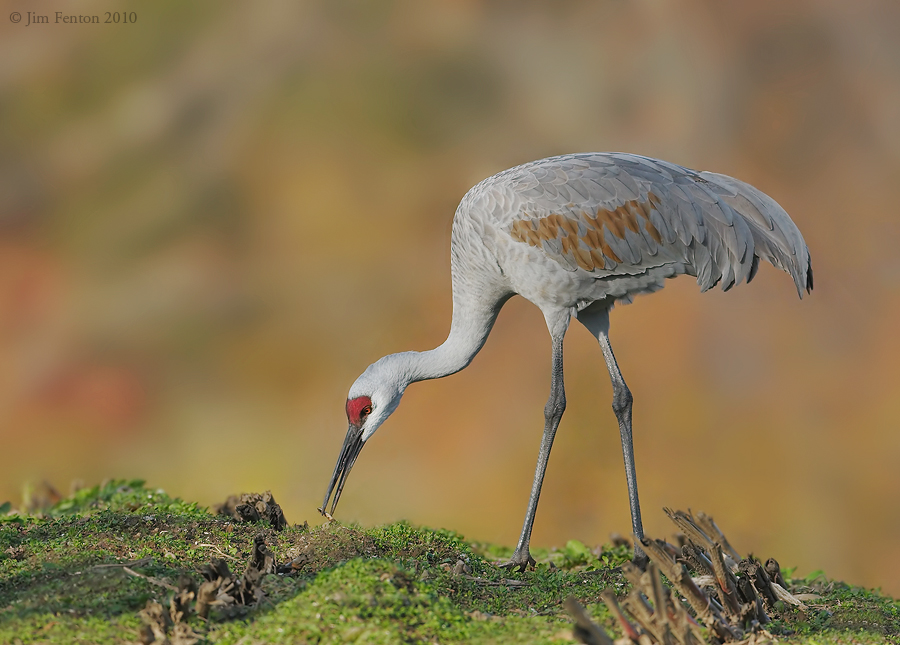 _NW06669 Sand Hill Crane Rowley, MA